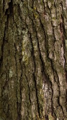 Fototapeta premium Bark of a tree 