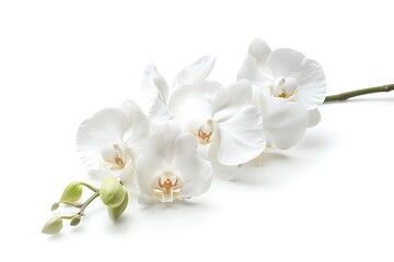 White Orchid Isolated on White Background. Beautiful Orchid Flower