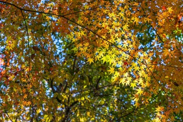 青空バックに見上げるカラフルな紅葉情景