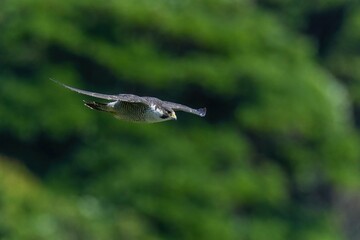 グリーンバックに悠然と飛ぶハヤブサ 成鳥