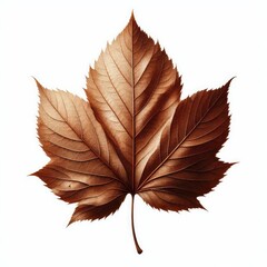 Close up of natural brown dry or dead leaf in autumn season isolated on a white background