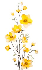 Beautiful yellow flowers on a white background