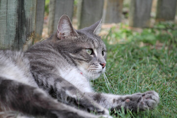 Grey tabby cat lying on grass with a wooden fence in the background