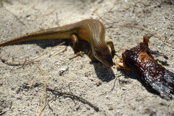A Scincidae, foraging in a farmer's garden, on an Indonesian island, photographed at close range, shows the diversity of the area's biological systems.