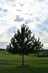 Bright Clouds Over a Tree