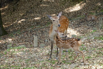 奈良公園　木陰の鹿の親子