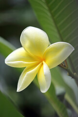 Yellow frangipani plumeria flower on a plant in a tropical garden