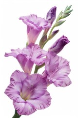 Naklejka premium Purple Gladiolus Isolated on White Background. Beautiful Gladiolus Flower