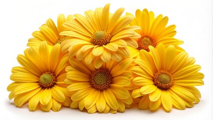 Naklejka premium Vibrant, bright yellow petals of delicate flowers, resembling daisies, arranged in a neat stack, beautifully isolated on a pure white background.