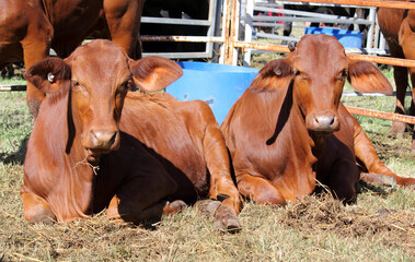 Two brown cows cattle lying on grass in a metal enclosure