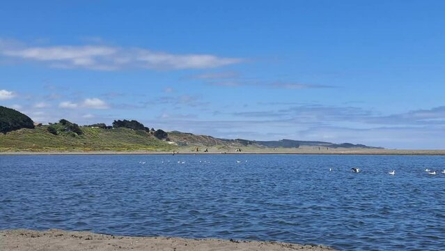 Cahuil lagoon with seagull flying
