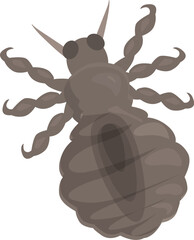 Louse insect spreading, looking for food, parasitic animal living on mammals and birds