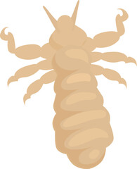 Body louse insect crawling on scalp and spreading diseases