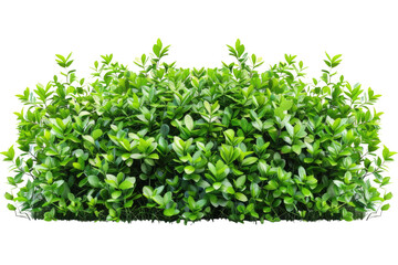 Obraz premium green bush isolated on white background