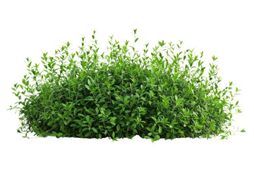 Obraz premium green bush isolated on white background
