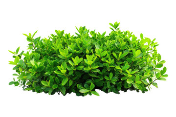 Obraz premium green bush isolated on white background