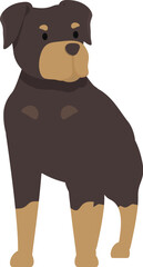 Illustration of a rottweiler dog standing, guard dog breed pet