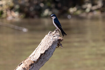 Obraz premium A mangrove swallow in Costa Rica