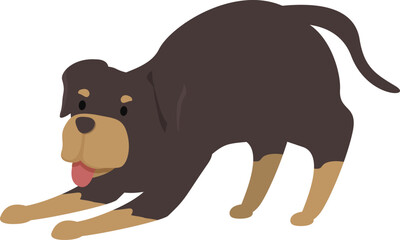 Happy rottweiler dog stretching its body on the floor, playful animal pet concept