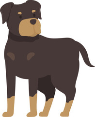 Powerful rottweiler standing guard dog looking alert with a serious expression