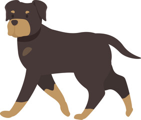 Powerful rottweiler walking with a confident gait