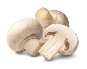 マッシュルーム / mushrooms 