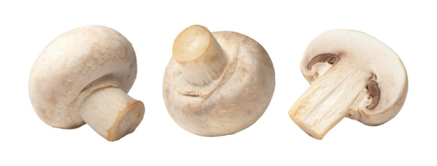 マッシュルーム / mushrooms 