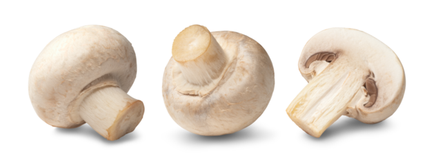 マッシュルーム / mushrooms 