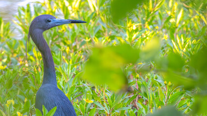 Little blue heron standing among bright green plants.