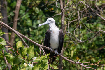 Magnificent frigatebirds in Costa Rica