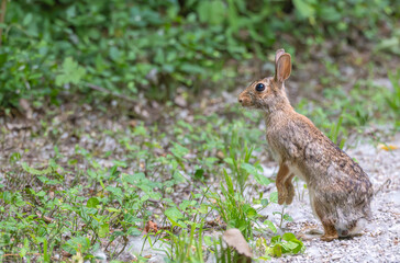 Rabbit standing on its hind legs.