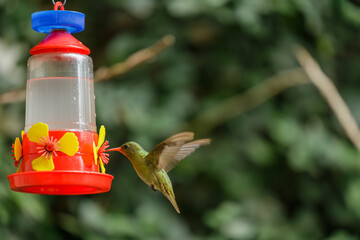 Bright-bellied Emerald Hummingbird (Chlorostilbon lucidus) feeding at a feeder