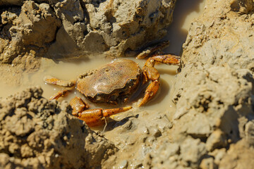 River crab (Zilchiopsis collastinensis) on the muddy shore of the Parana River in Santa Fe, Argentina.