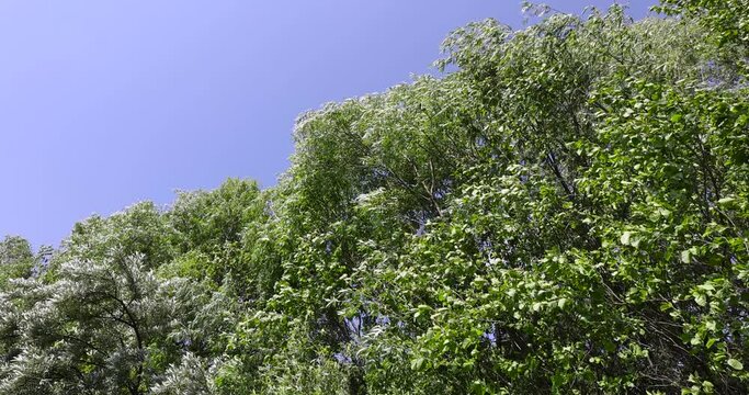 Trees in the forest in windy weather in spring, deciduous trees in windy weather in swaying foliage