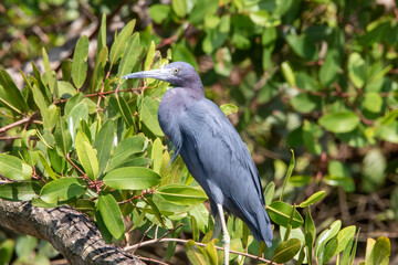 A little blue heron in Costa Rica