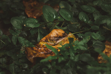 A leaf is laying on the ground next to some green leaves
