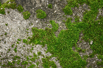 A rock covered in green moss