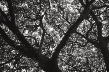 A tree with a lot of branches and leaves