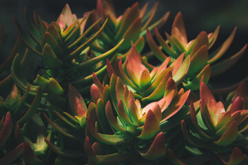 A bunch of green and red flowers with a yellow center