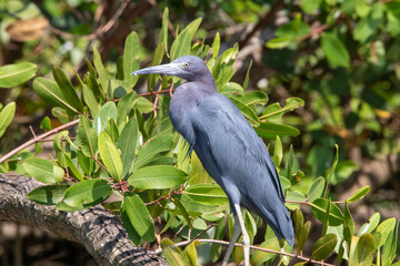 Fototapeta premium A little blue heron in Costa Rica