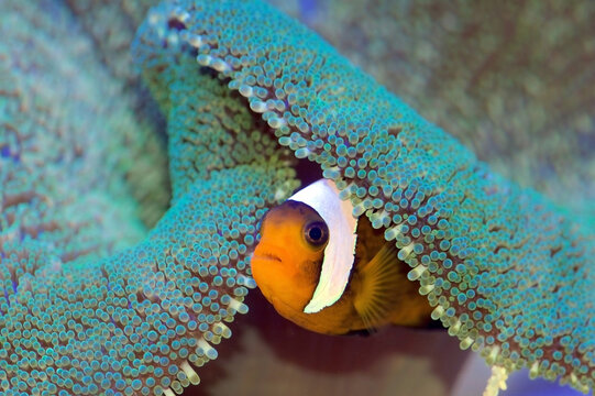 Amphiprion polymnus, also known as the saddleback clownfish or yellowfin anemone fish seek protection from a Haddon's Carpet Sea Anemone, Stichodactyla haddoni