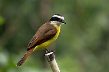 Great Kiskadee in Costa Rica. Benteveo en Costa Rica.