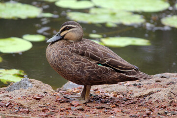 Pacific black duck bird standing on the shore of a lake of water with lily pads