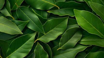 Obraz premium Close up of fresh green bay leaves.