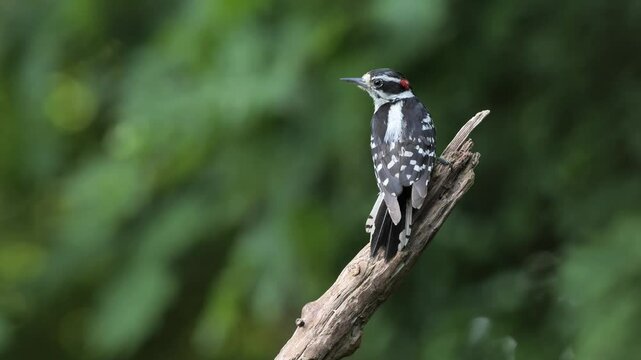 A small woodpecker, probably a downy woodpecker (Dryobates pubescens) on a branch in the forest. Smallest woodpecker in North America. Found ever