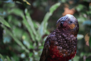 New Zealand Parrot known as Kākā