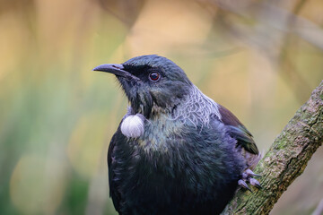 The New Zealand Tui in the forest
