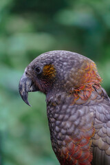 New Zealand Parrot known as Kākā