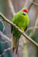 New Zealand Green Parrot the Kākāriki