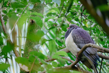 The New Zealand Wood Pigeon, Kereru